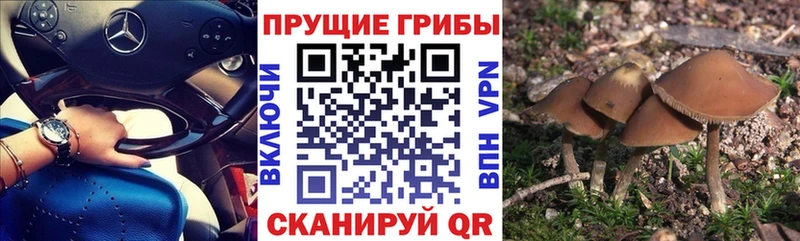 Галлюциногенные грибы Psilocybine cubensis  купить наркотик  Шацк 